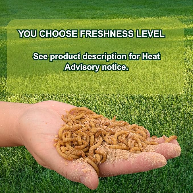 Exotic Nutrition Medium Live Mealworms (1/2") (5,000 Pack)
