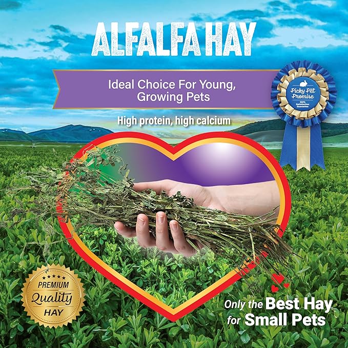 Small Pet Select Alfalfa Hay Pet Food for Young Rabbits, Guinea Pigs, Chinchillas, Tortoises and Other Small Animals, Easy to Store Box, 10 LB