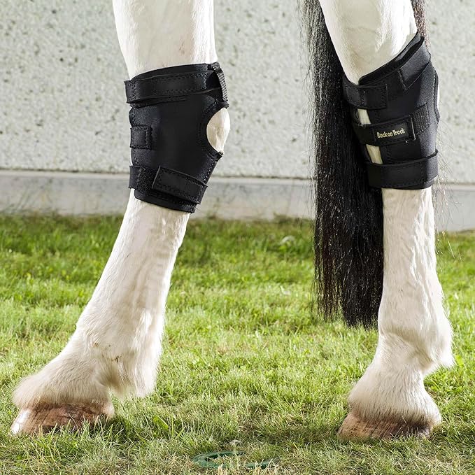 Back On Track Therapeutic Hock Boots (pr) w/Holes Black - XL (20270004)